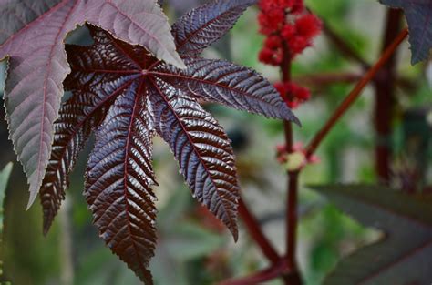 Banco De Imagens Rvore Natureza Ramo Plantar Folha Flor Geada