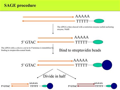 Sage Serial Analysis Of Gene Expression Ppt