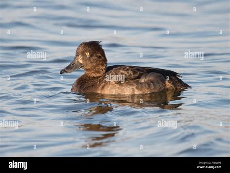 Female Tufted Duck Aythya Fuligula Stock Photo Alamy