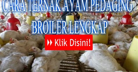 ternak ayam pedaging broiler  meningkatkan panen nutrisi