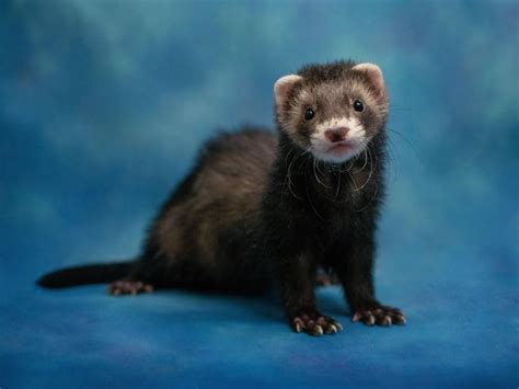 Ferret - Pet City Pet Shops