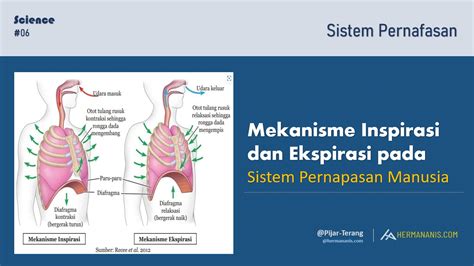 Mekanisme Inspirasi Dan Ekspirasi Pada Sistem Pernapasan Manusia