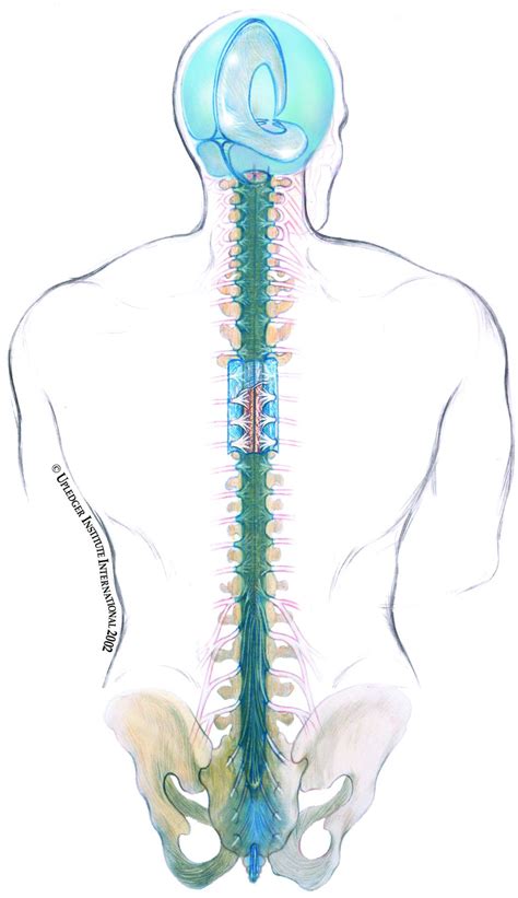 Manual Therapies Cranio Sacral Seasons In Our Life