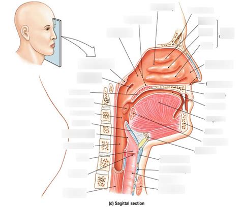 upper respiratory tract Diagram | Quizlet