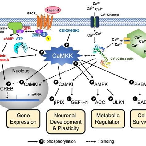 CaMKK Mediated Cellular Signaling Increasing Intracellular Ca 2