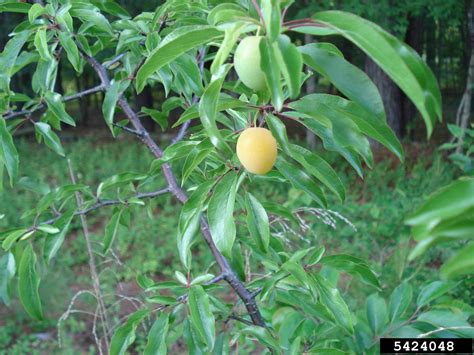 Chickasaw Plum Prunus Angustifolia Marsh