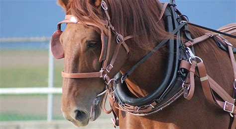 Driving Harness, Driving Lines, Horse Harness, Buggy & Work Harness ...