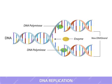 Gráfico De Información Educativa Sobre La Replicación Del Adn Vector