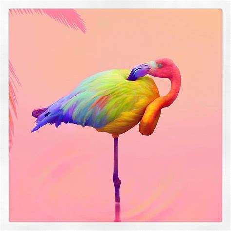 RAINBOW FLAMINGO By space ram Animais coloridos Pássaros bonitos