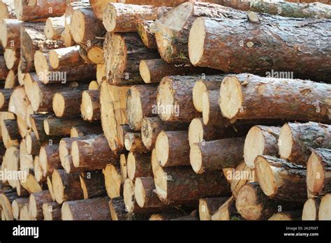 Wooden Logs Of Pine Woods In The Forest Stacked In A Pile By The Side