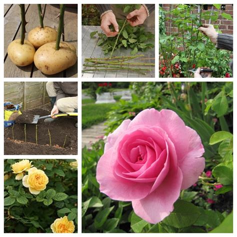 How to Grow Rose On Potatoes from Cutting