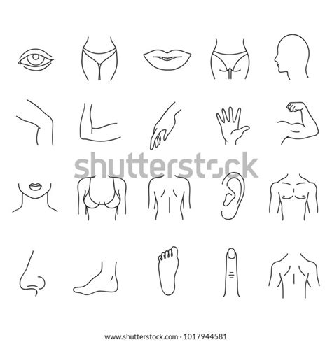 Line Human Male And Female Body Parts Vector Set Anatomy Body Part