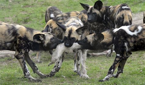 African Wild Dog Pups And Mother