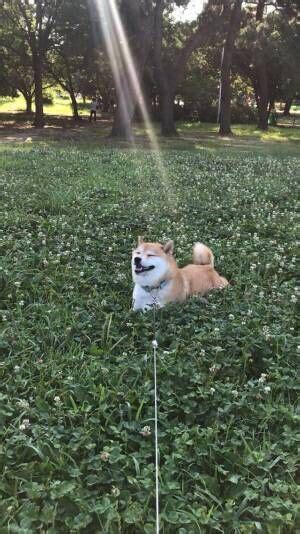 散歩中の柴犬の頭上に？ 飼い主がとらえた1枚に「神の使いのよう」「不思議な光景」2023年7月27日｜ウーマンエキサイト