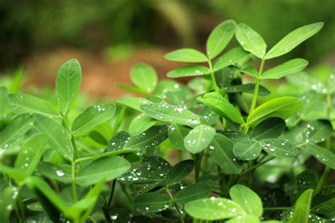 Free Images Grass Lawn Leaf Flower Green Herb Produce Still Life Clover Shrub