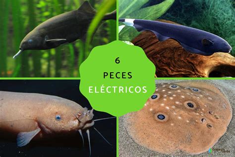 Descubre La Sorprendente Habilidad De Los Peces El Ctricos Para