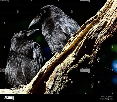 Carrion Crow Corvus Corone Corone Fledgling And Adult Crow On