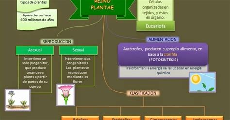 Taxas Biológicas Reino Plantae