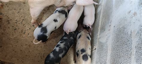 Se Venden Cerdos AGROENLACE