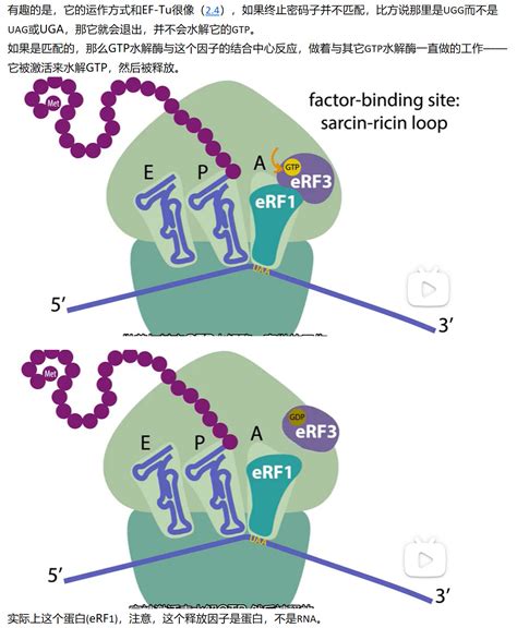 Mit 分子生物学 Part3 314 Eukaryotic Translation Termination And Ribo 哔哩哔哩