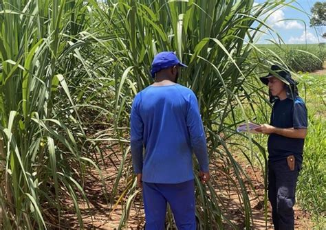 Trabalhadores em situação análoga à escravidão são resgatados em usina