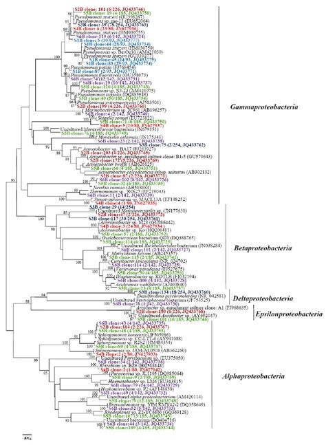 Phylogenetic tree of the Alphaproteobacteria , Betaproteobacteria ...