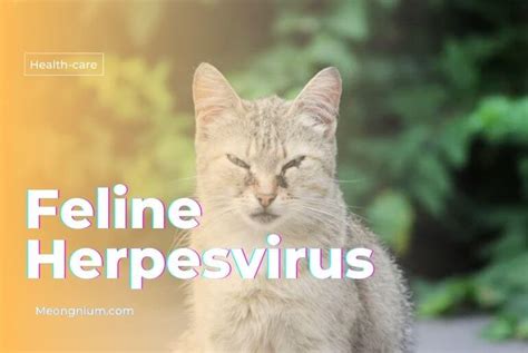 Feline Herpesvirus Fhv 1 In Cats 2024