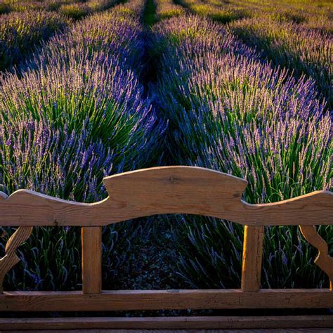 Phenomenal Lavenders For Sale