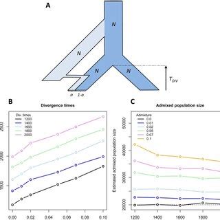 The cladogram of hominid phylogenetic relationships as analyzed and ...