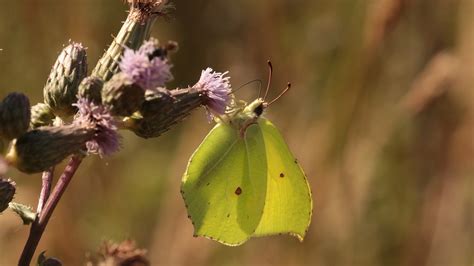 Motyl Natura Owad Darmowe Zdj Cie Na Pixabay Pixabay