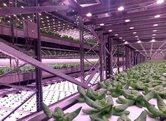 Should I Invest In Vertical Farming CambridgeHOK