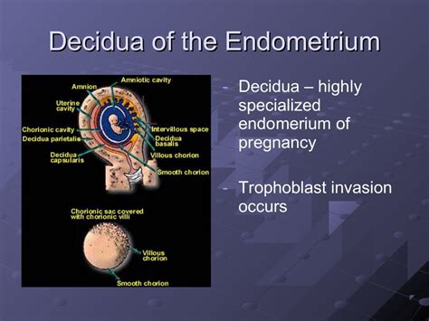 Maternal Anatomy And Physiology