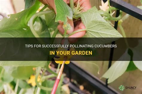 Tips For Successfully Pollinating Cucumbers In Your Garden Shuncy