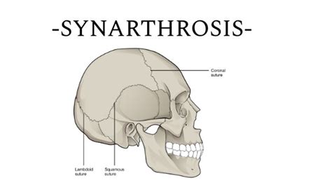 Synarthrosis