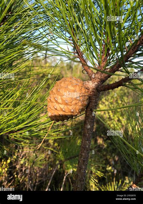Pond Pine Pinus Serotina Stock Photo Alamy