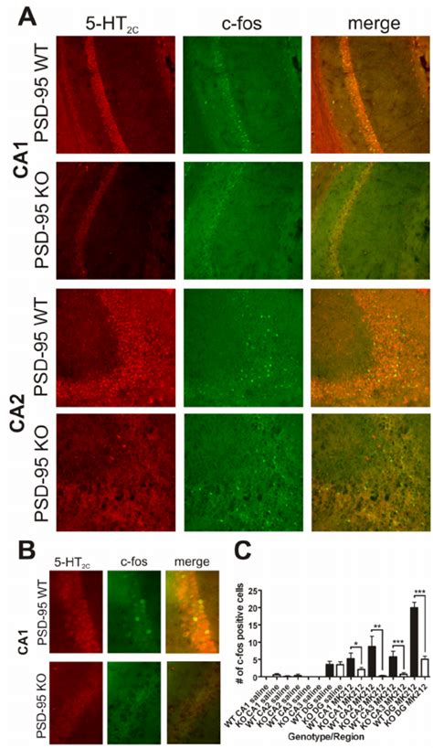 Deletion Of Psd Attenuates Ht C Receptor Mediated Induction Of