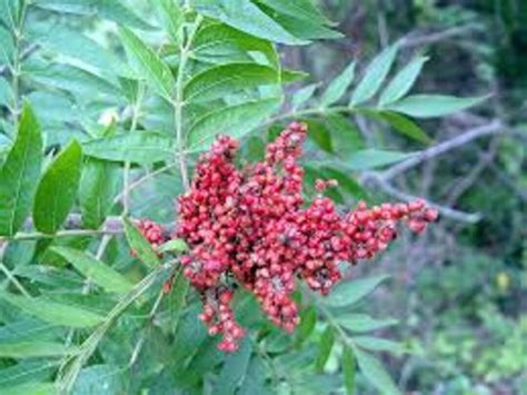 Seeds Flame Leaf Sumac Rhus Lanceolata Etsy