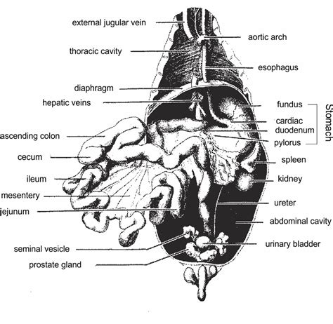 Diagram Neat Labeled Diagram Of Rat Digestive System Mydiagramonline