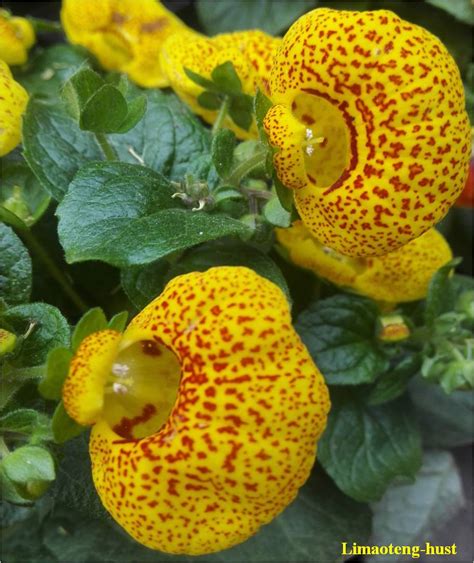 科学网—20180706——荷包花（Calceolaria crenatiflora Cav.） - 栗茂腾的博文