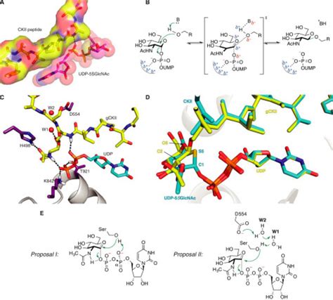 The Making Of A Sweet Modification Structure And Function Of O Glcnac