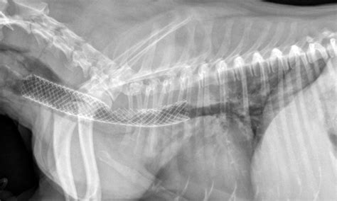 Collapsed Trachea In Dogs Treatment - PetsWall