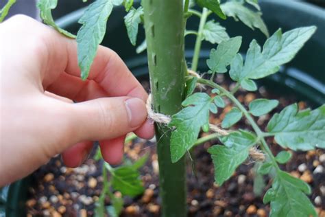 トマトの植え付け＆夏野菜の苗を追加（423） トマトの菜園＆天文ライフ