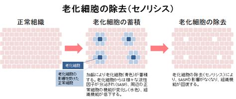 老化細胞研究｜老化制御研究チーム｜地方独立行政法人 東京都健康長寿医療センター研究所