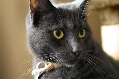 What Is A Korat Cat Personality And Lifestyle Aspca Pet Health Insurance