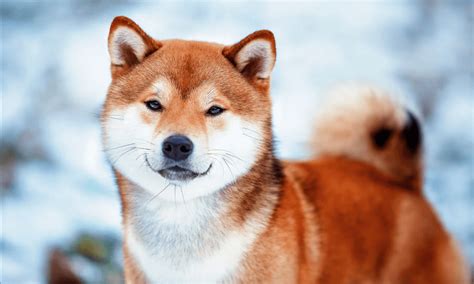 Conheça tudo sobre a raça Shiba Inu