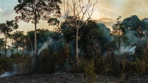 Humans Have Degraded A Third Of Amazon Rainforest Study Ctv News