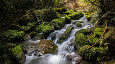 Greenery Moss Nature New Zealand Stream HD Nature Wallpapers | HD Wallpapers | ID #38782