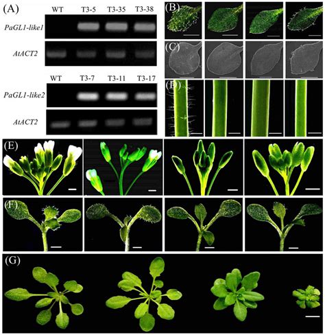 Phenotypes Of Transgenic Arabidopsis Overexpressing PaGL1 Like1 2