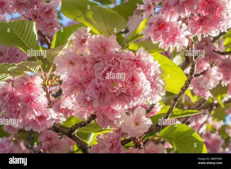 Cherry Blossoms flower in Berlin Stock Photo - Alamy