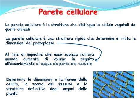 Parete Cellulare Dst Unisannio It